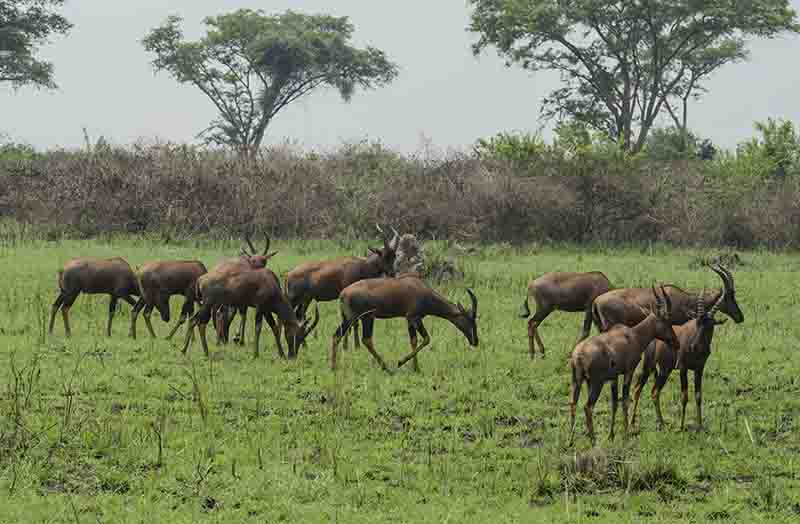 Antílope Topi - parque nacional Queen Elizabeth - Uganda 2.jpg